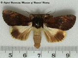 Ulotrichopus mesoleuca